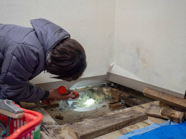 Best Environmental Consulting for Mold Prevention  in Holt, MI