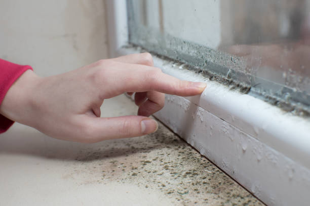 Best Basement Mold Removal  in Holt, MI