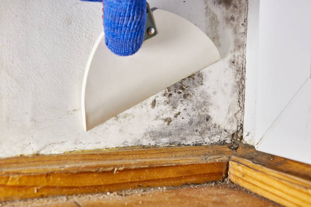 Best Post-Remediation Verification Testing  in Holt, MI